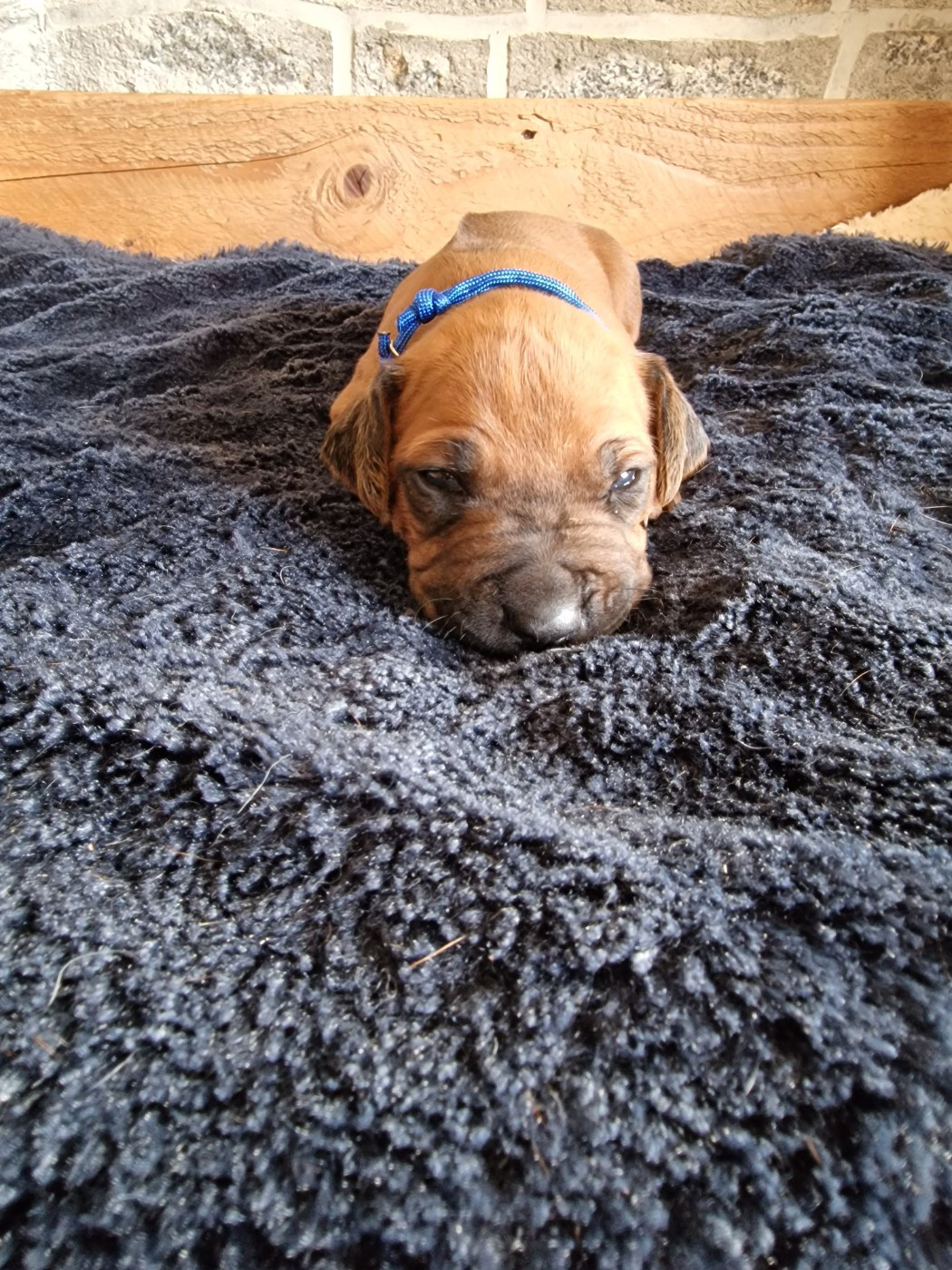 Du Chemin Vers La Joie - Chiots disponibles - Rhodesian Ridgeback