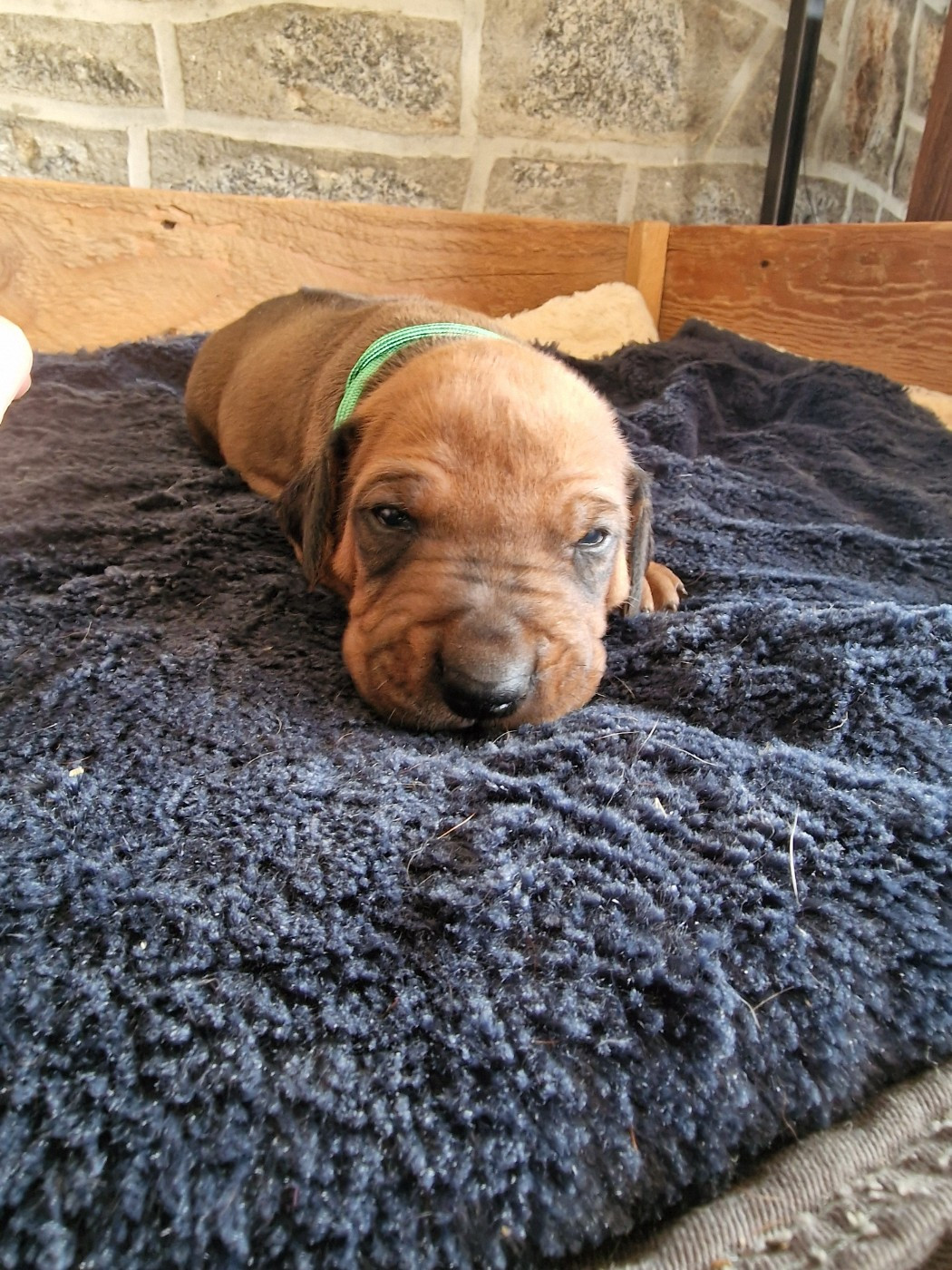 Du Chemin Vers La Joie - Chiots disponibles - Rhodesian Ridgeback
