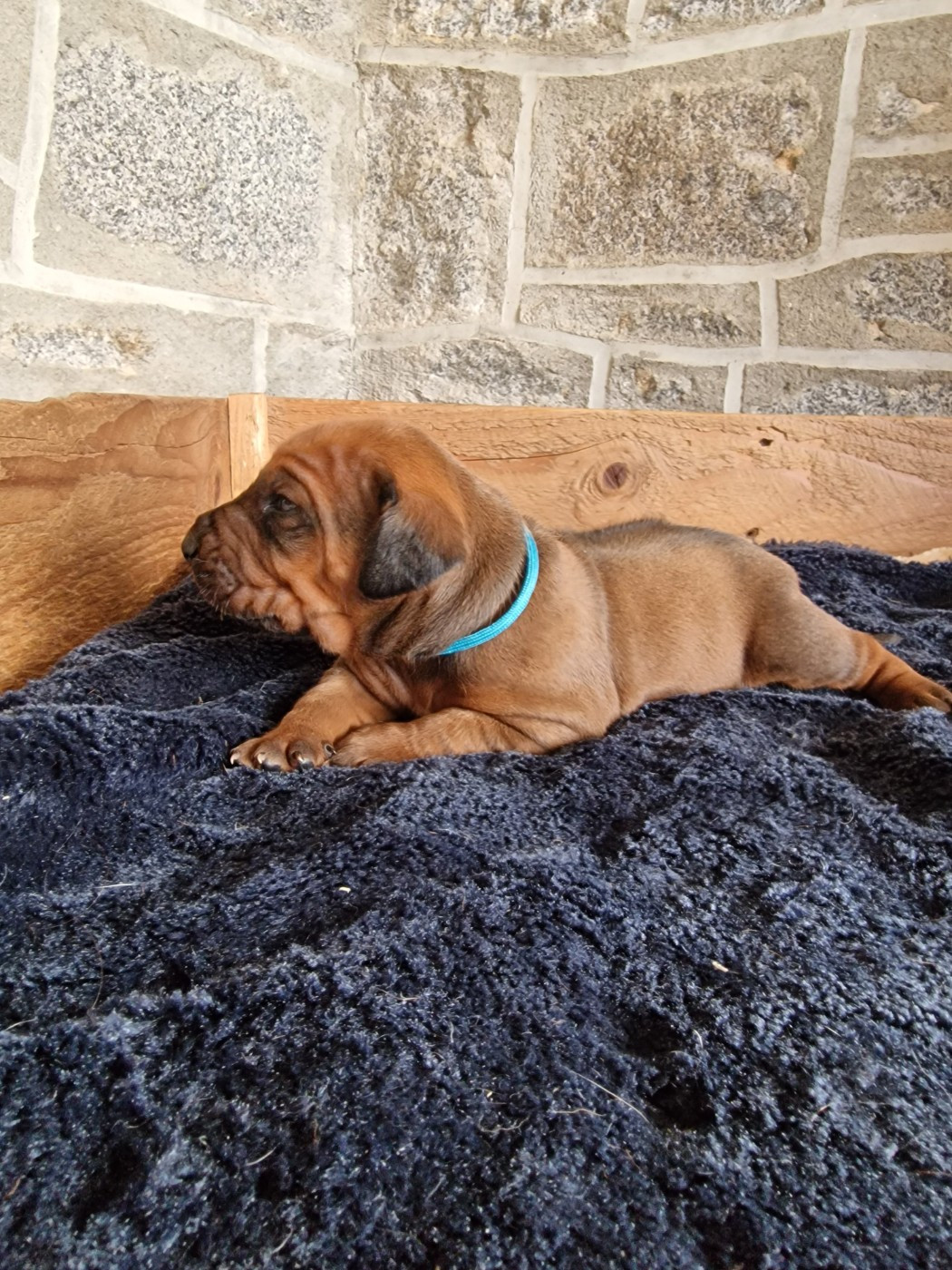 Du Chemin Vers La Joie - Chiots disponibles - Rhodesian Ridgeback