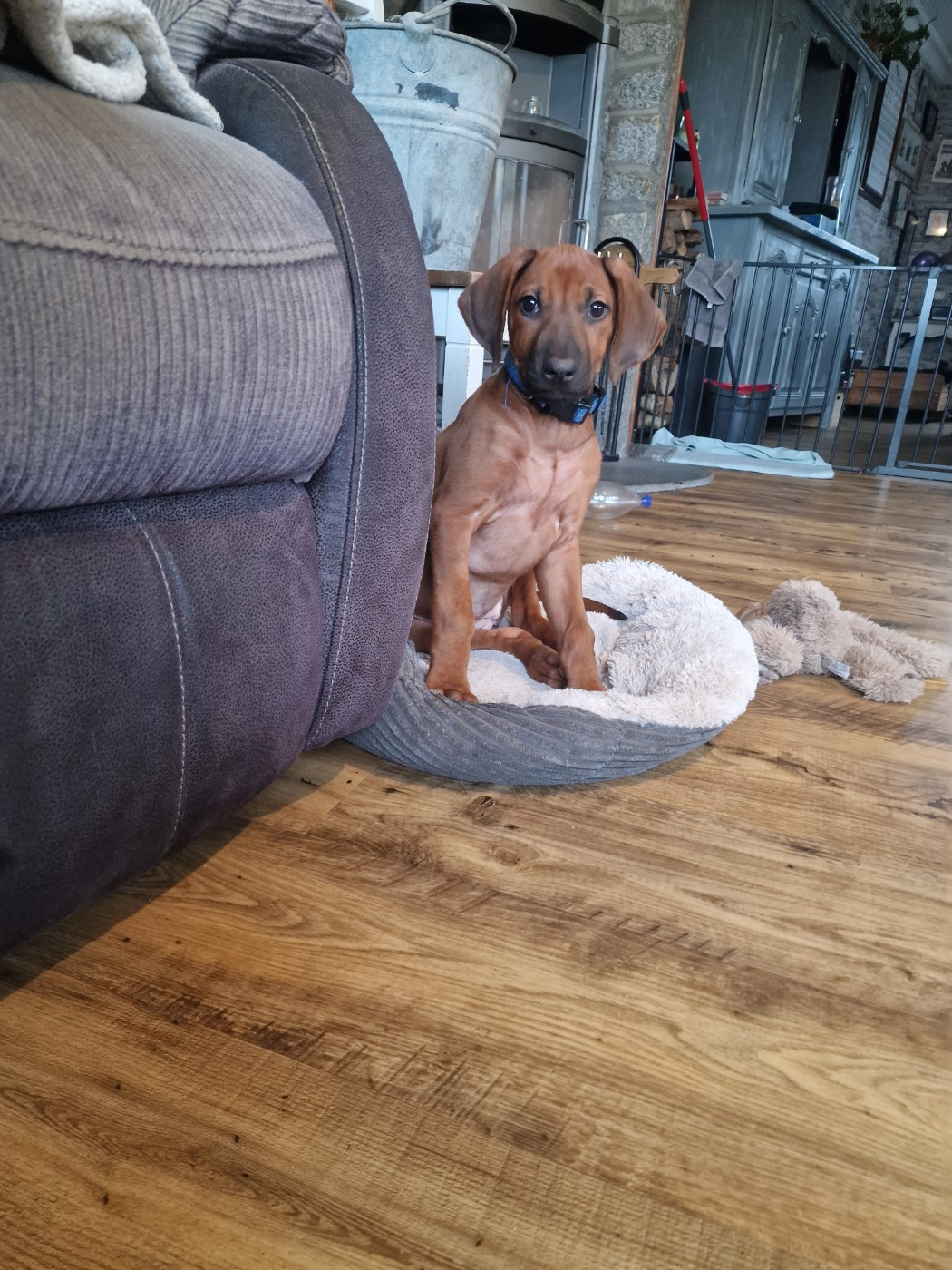 Du Chemin Vers La Joie - Chiots disponibles - Rhodesian Ridgeback