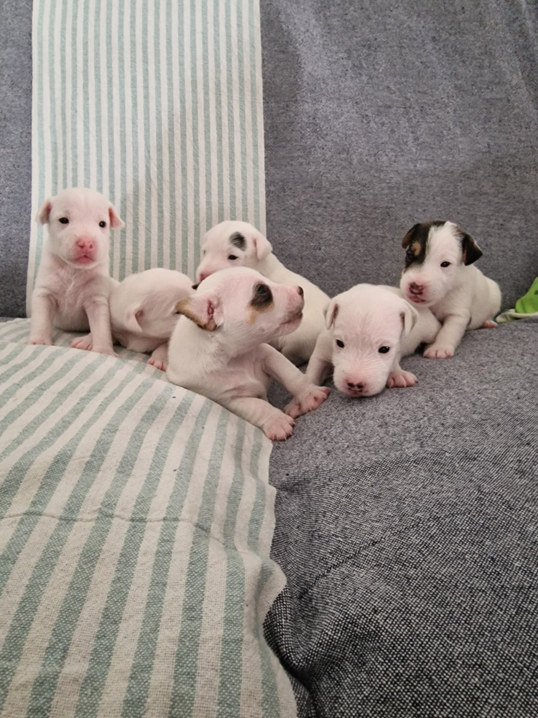 Chiot Parson Russell Terrier Du Chemin Vers La Joie