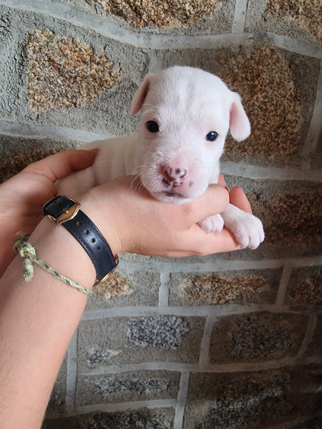 Du Chemin Vers La Joie - Chiots disponibles - Parson Russell Terrier