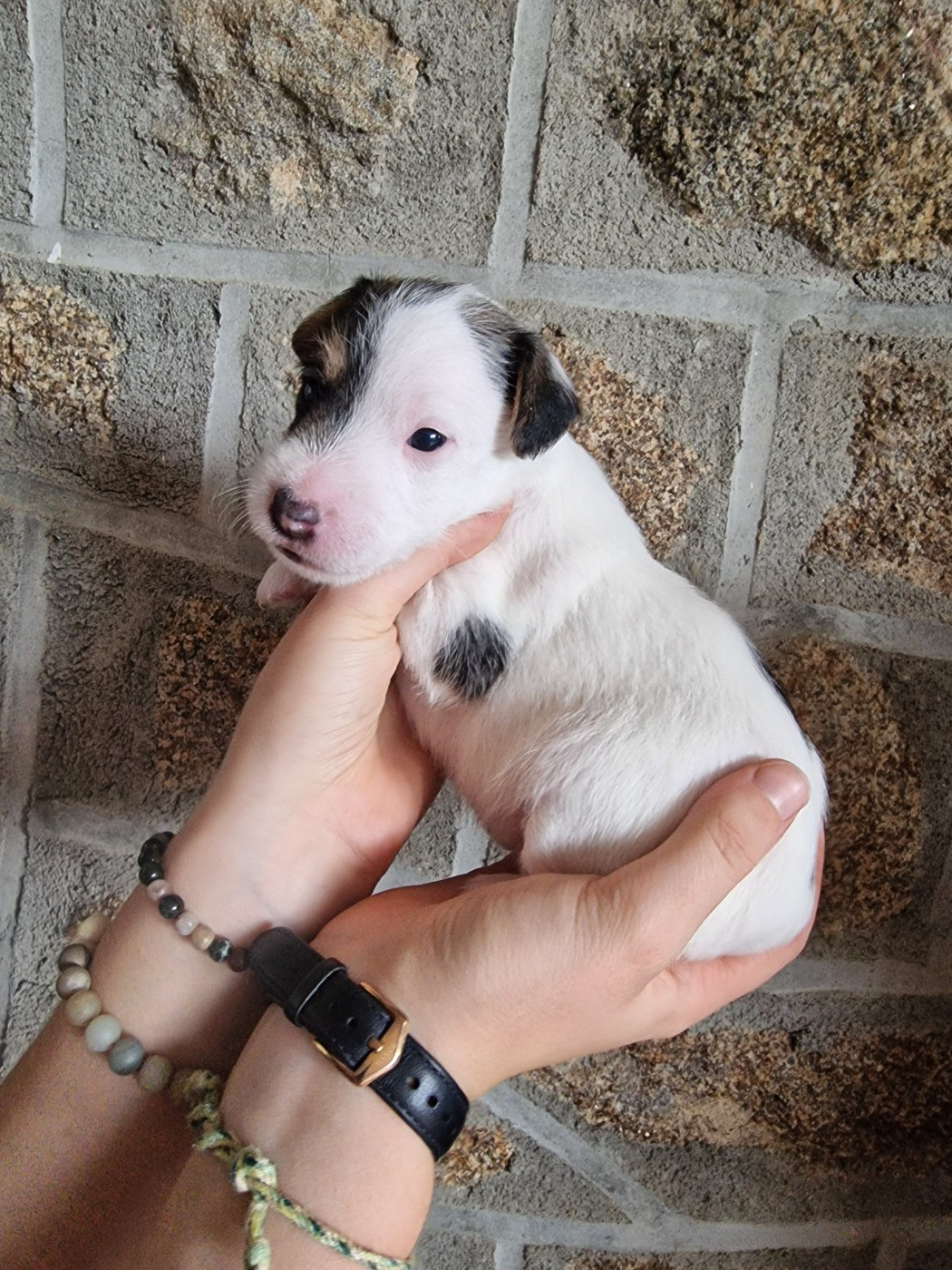 Du Chemin Vers La Joie - Chiots disponibles - Parson Russell Terrier
