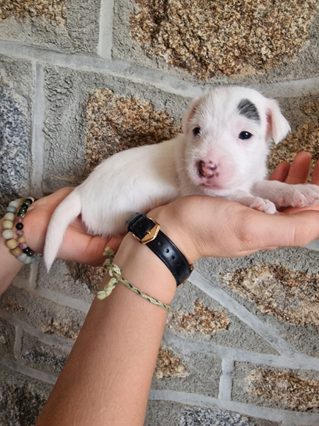Du Chemin Vers La Joie - Chiots disponibles - Parson Russell Terrier