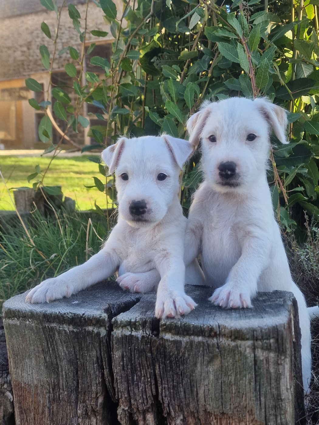 Chiot Parson Russell Terrier Du Chemin Vers La Joie