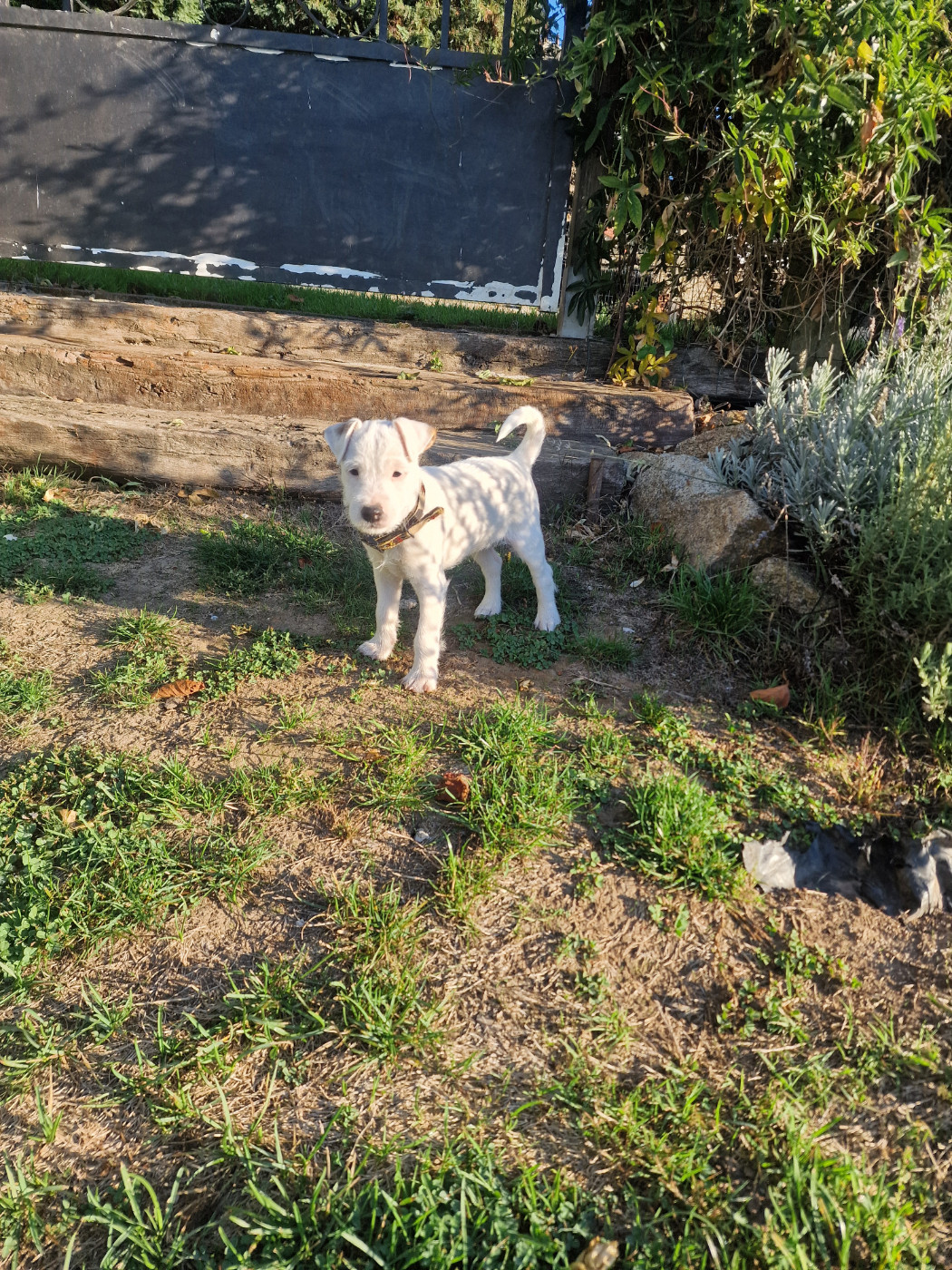 Du Chemin Vers La Joie - Chiots disponibles - Parson Russell Terrier