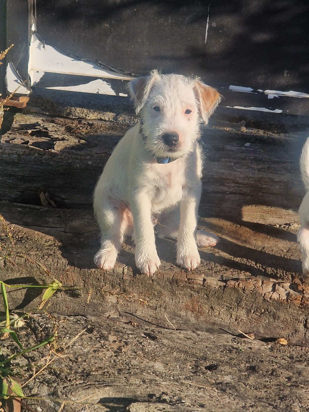 Du Chemin Vers La Joie - Chiots disponibles - Parson Russell Terrier